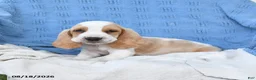 Basset Hound dogs for sale: Clem  - Ad 1
