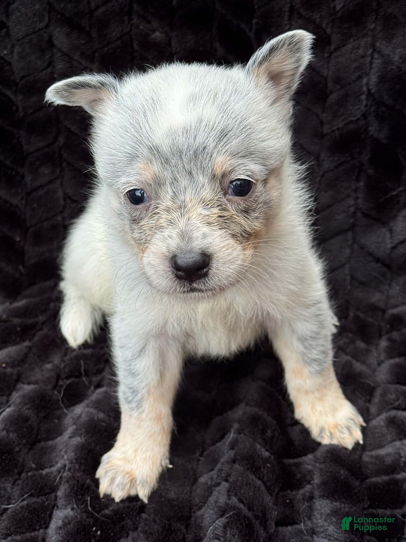 Australian Cattle Dog dogs Australian Cattle Dog (Plain Face) - Ad 13