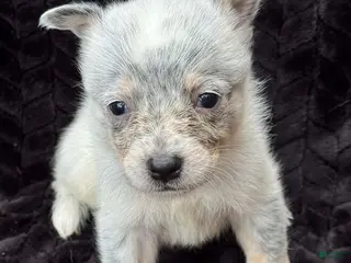 Australian Cattle Dog dogs Australian Cattle Dog (Plain Face) - Ad 24