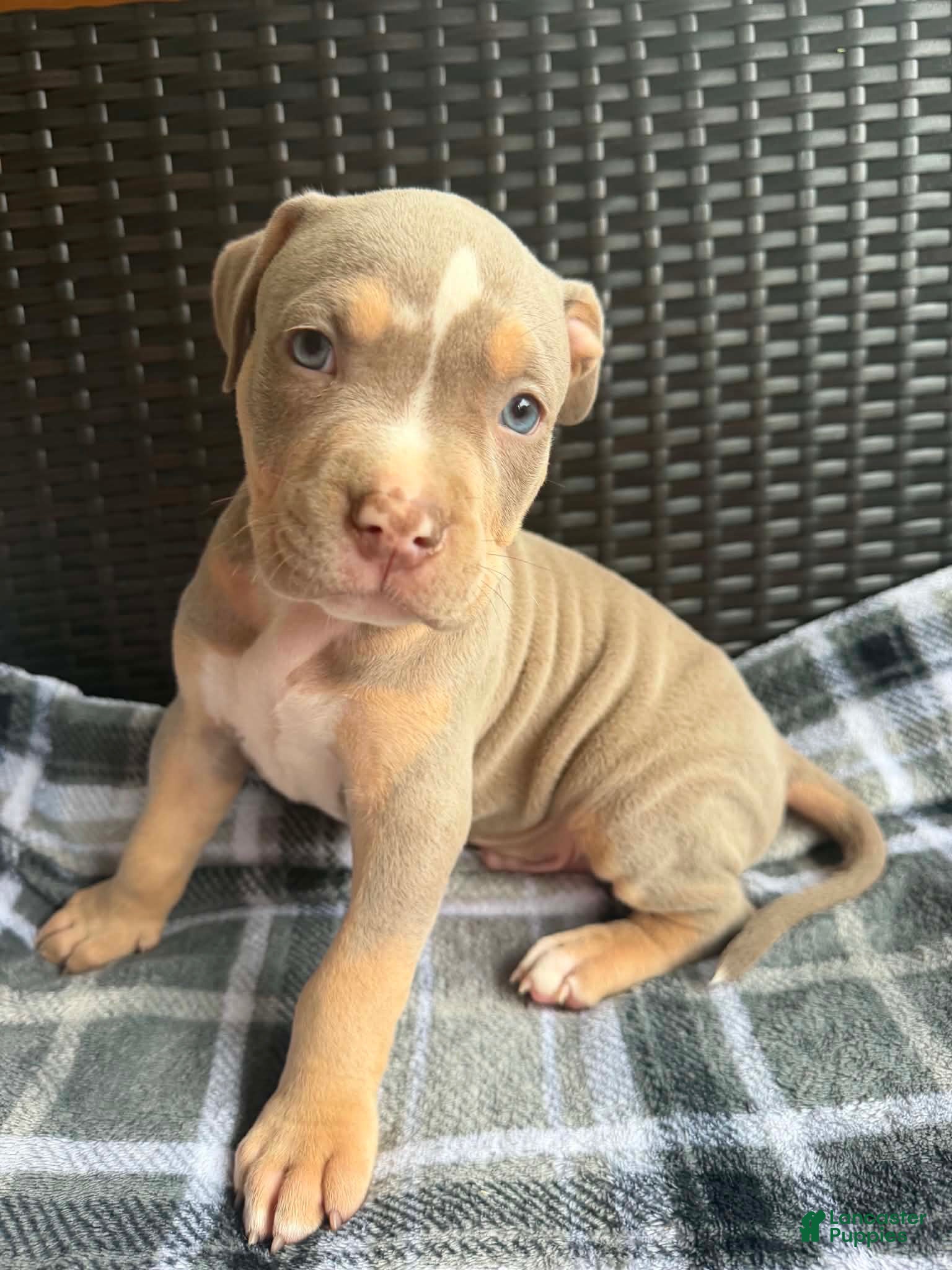 American Bully dogs American Bully 5 - Ad 1