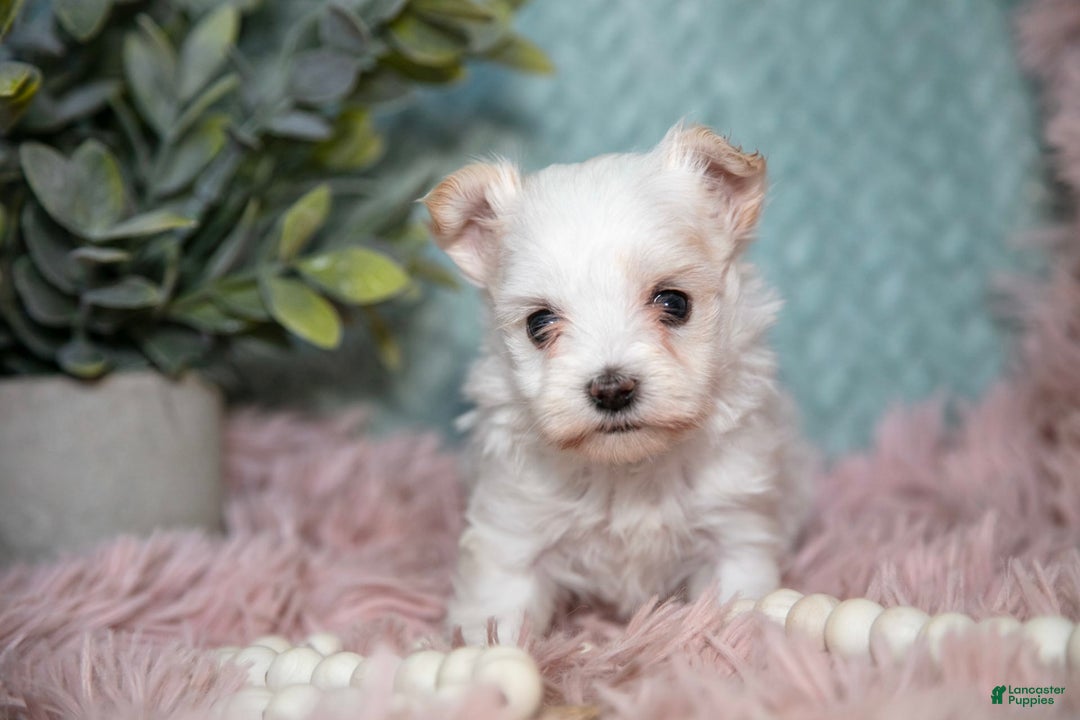 Maltipoo dogs for sale: Ginny - Ad 2