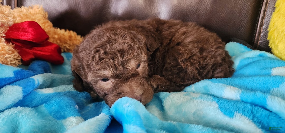 Shihpoo dogs for sale: Gregory - Ad 2