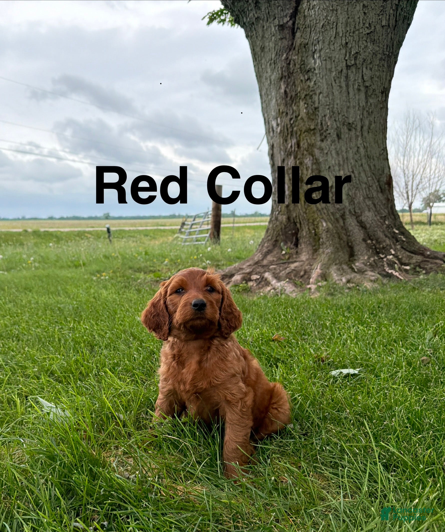 Irish Doodle dogs Rosie - Ad 2