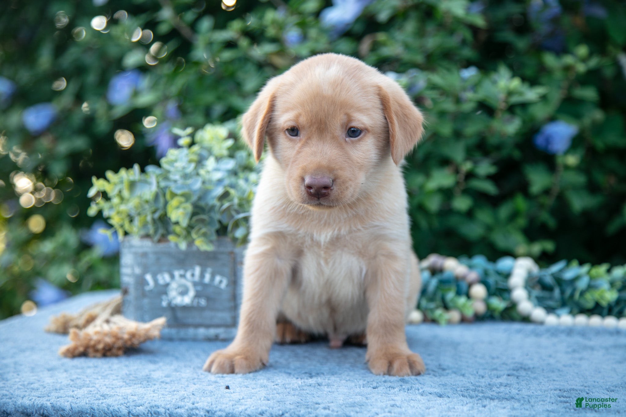 Labrador Retriever dogs Todd - Ad 27