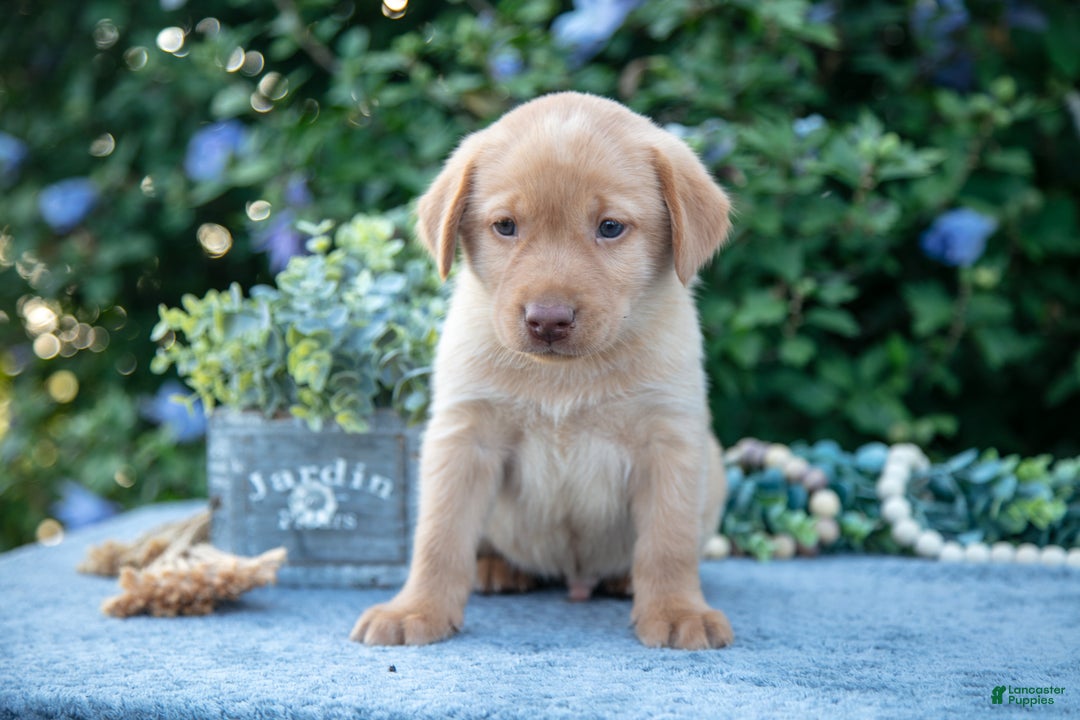 Labrador Retriever dogs for sale: Todd - Ad 1