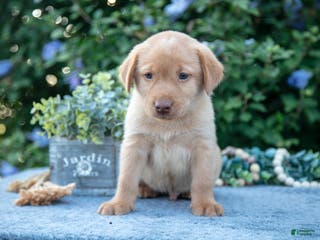 Labrador Retriever dogs Todd - Ad 33