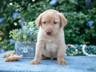 Labrador Retriever dogs Todd - Ad 36