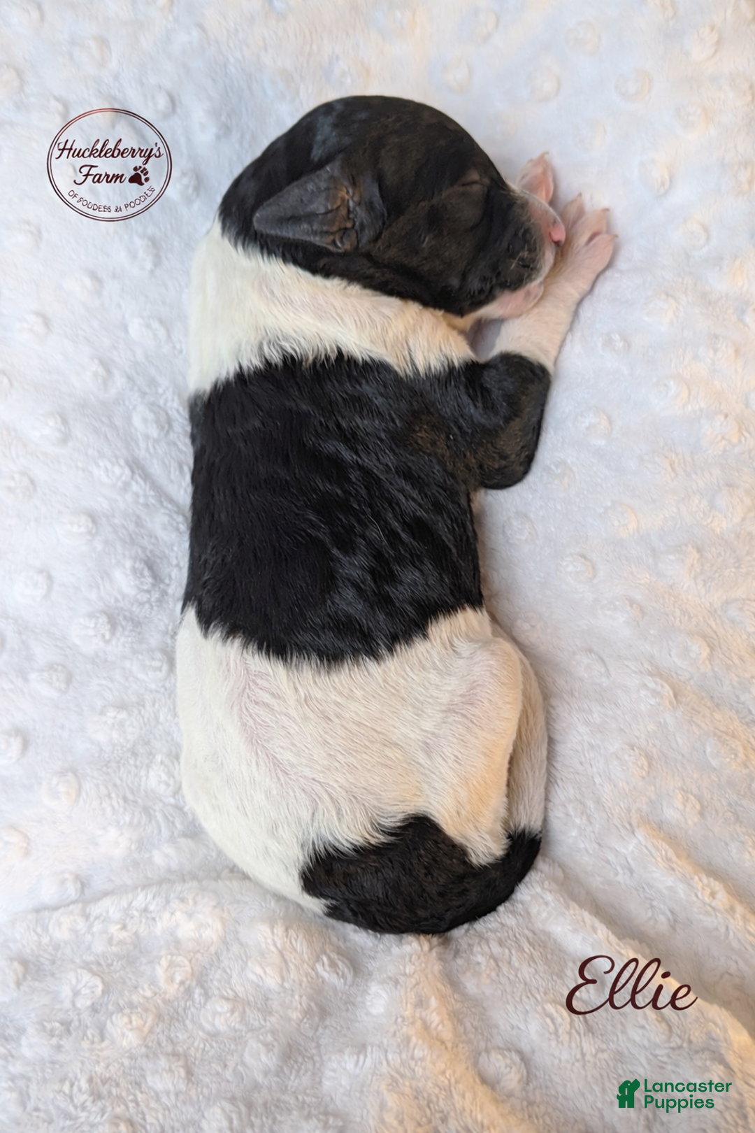 Goldendoodle dogs for sale: Ellie F1B - Ad 3