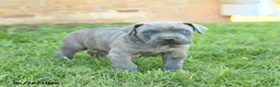 Cane Corso dogs for sale: Drake - Ad 3