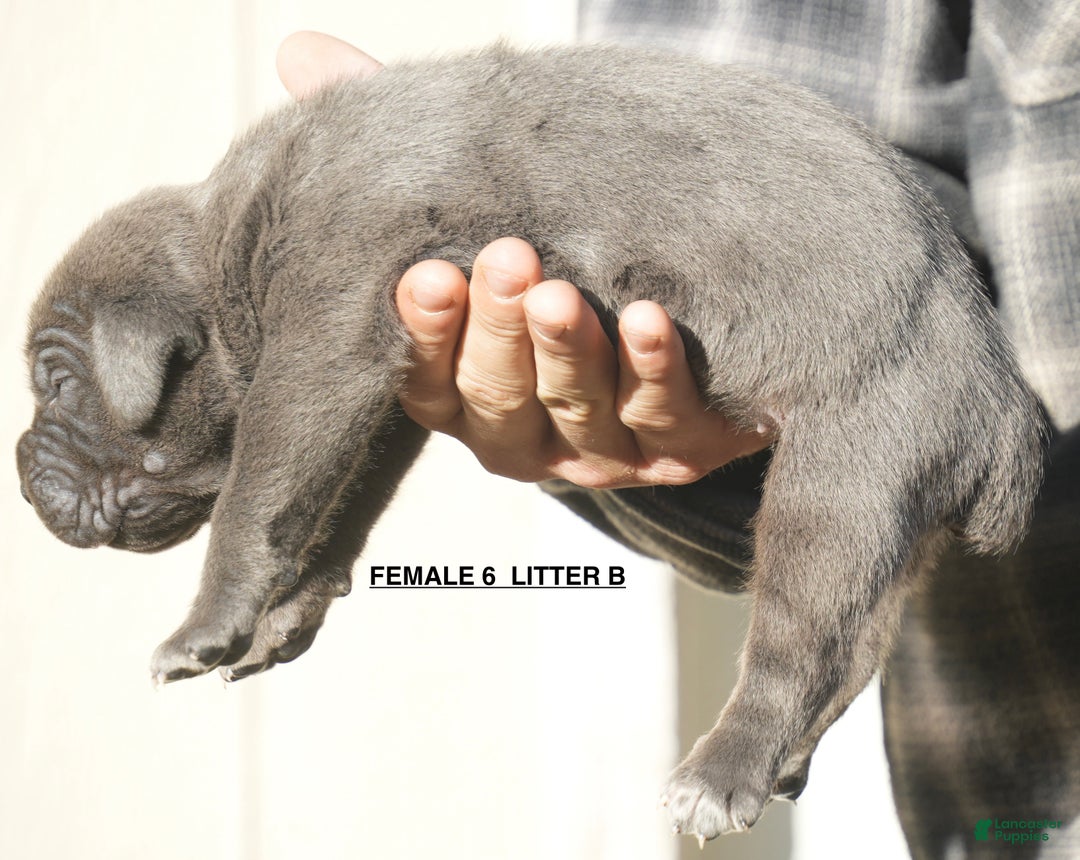 Cane Corso dogs for sale: Cane Corso Puppy 6 - Ad 2