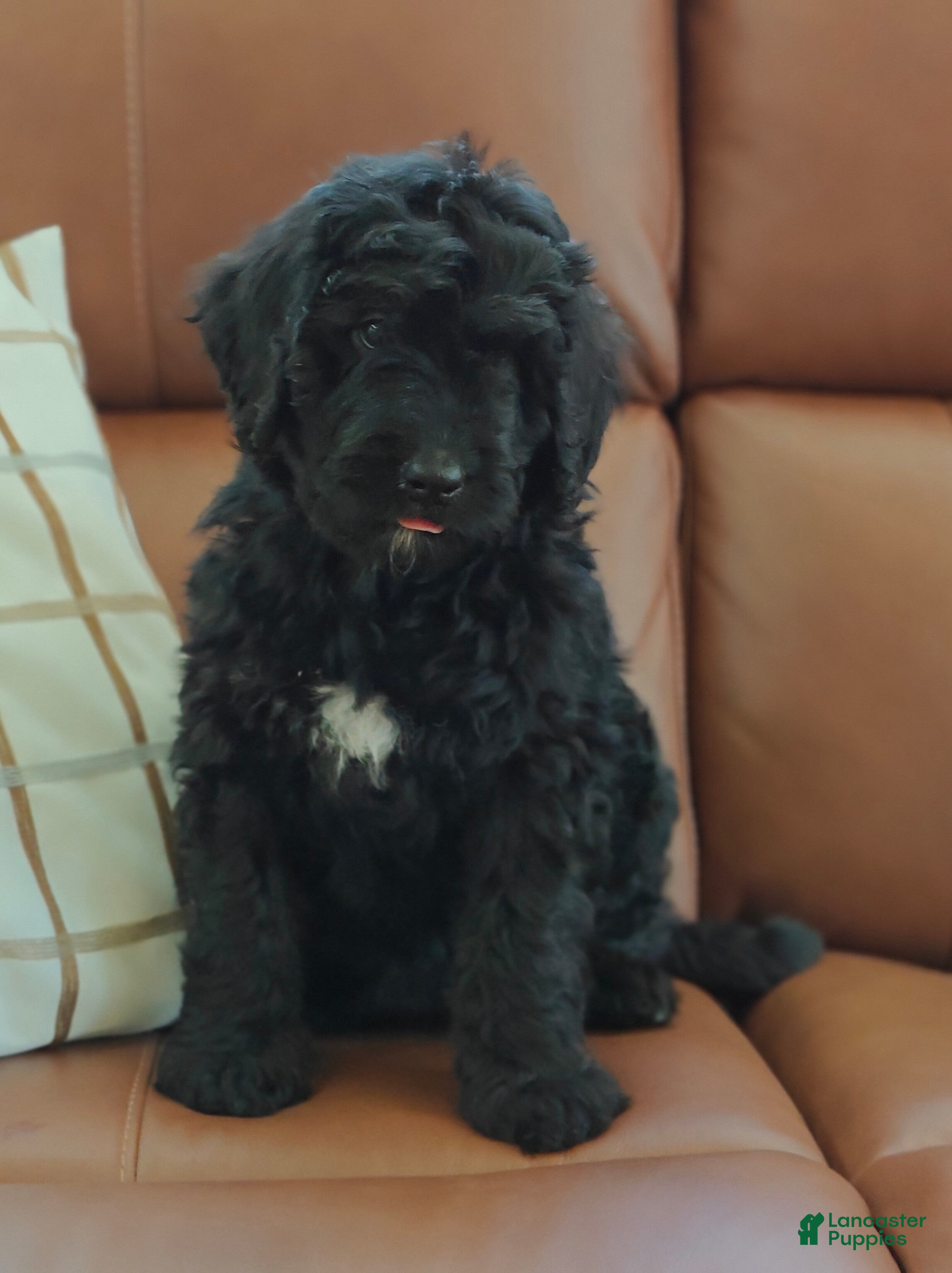 Bernedoodle dogs Shadow  - Ad 2