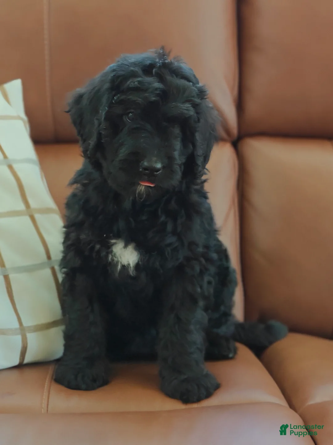 Bernedoodle dogs for sale: Shadow  - Ad 2