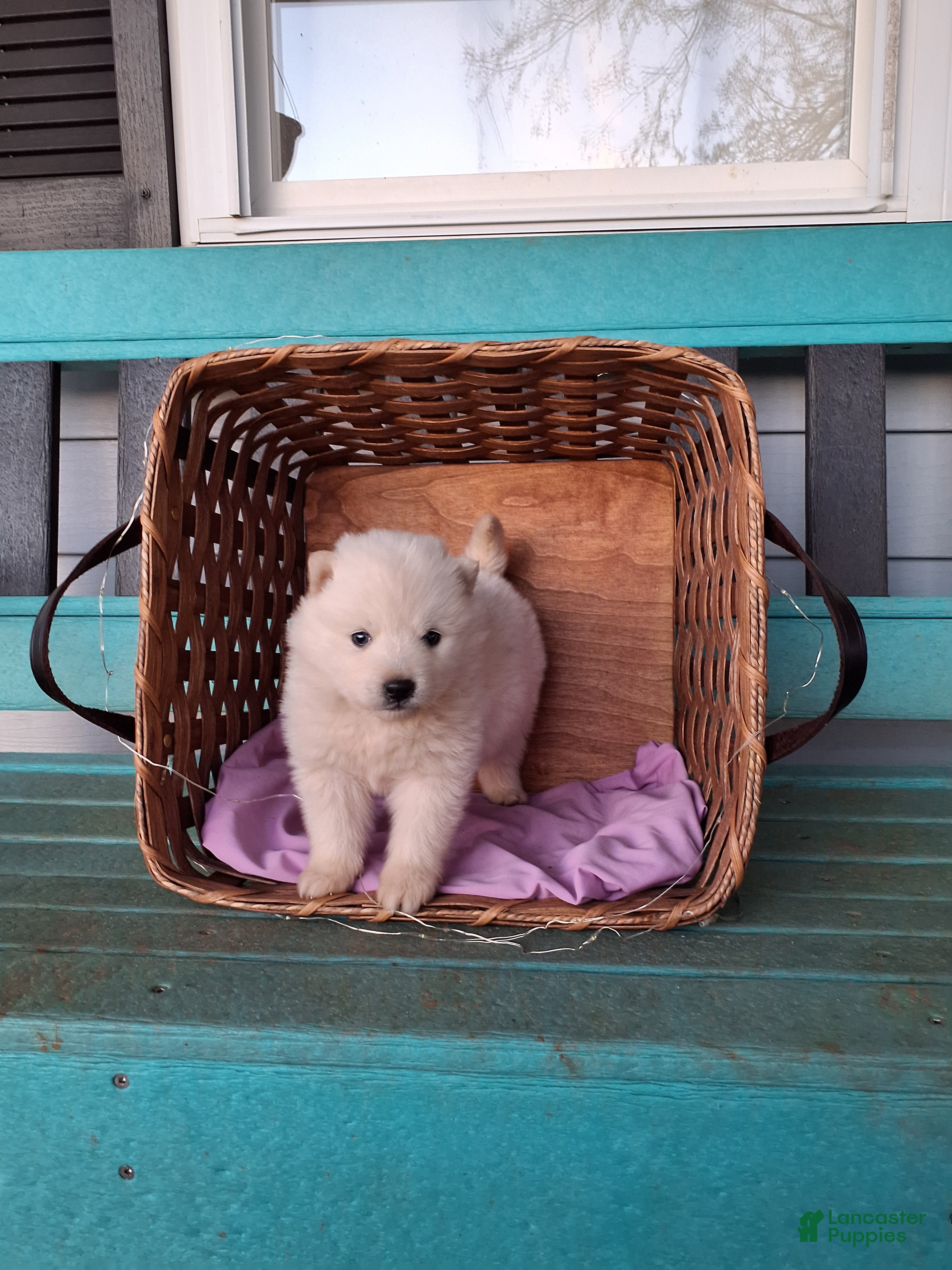 Pomsky dogs Derby - Ad 1