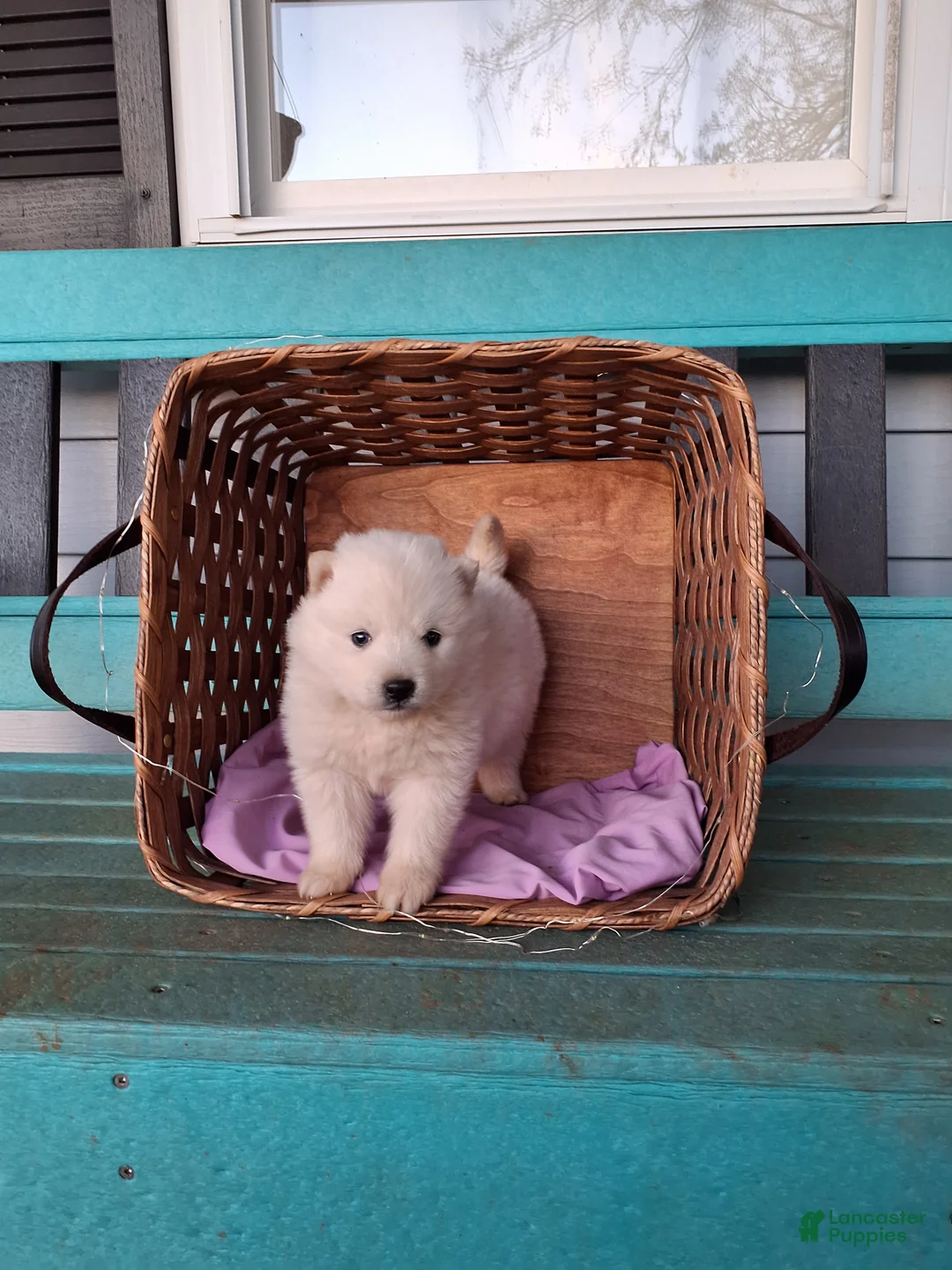 Pomsky dogs for sale: Derby - Ad 1