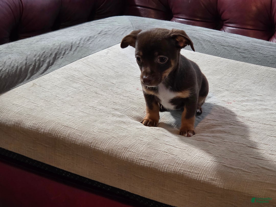 Chihuahua dogs for sale: Chihuahua Puppy 1 - Ad 2