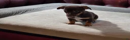 Chihuahua dogs for sale: Chihuahua Puppy 1 - Ad 2