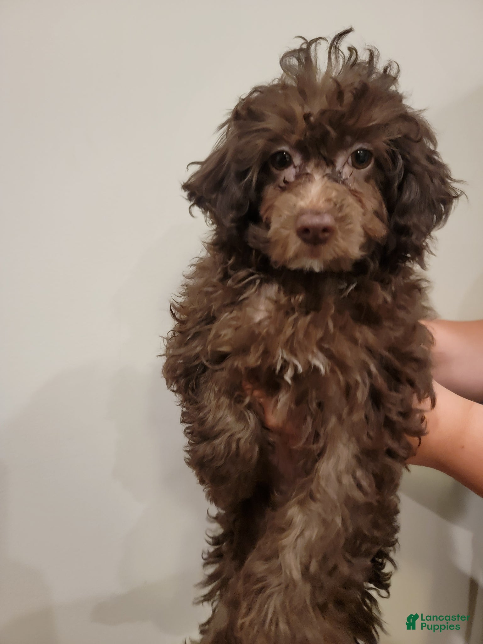Toy Poodle dogs Toy Poodle Puppy 4 - Ad 18