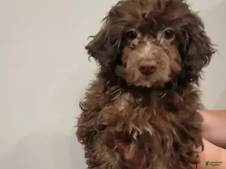 Toy Poodle dogs Toy Poodle Puppy 4 - Ad 18