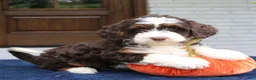 Mini Bernedoodle dogs for sale: Millie  - Ad 3