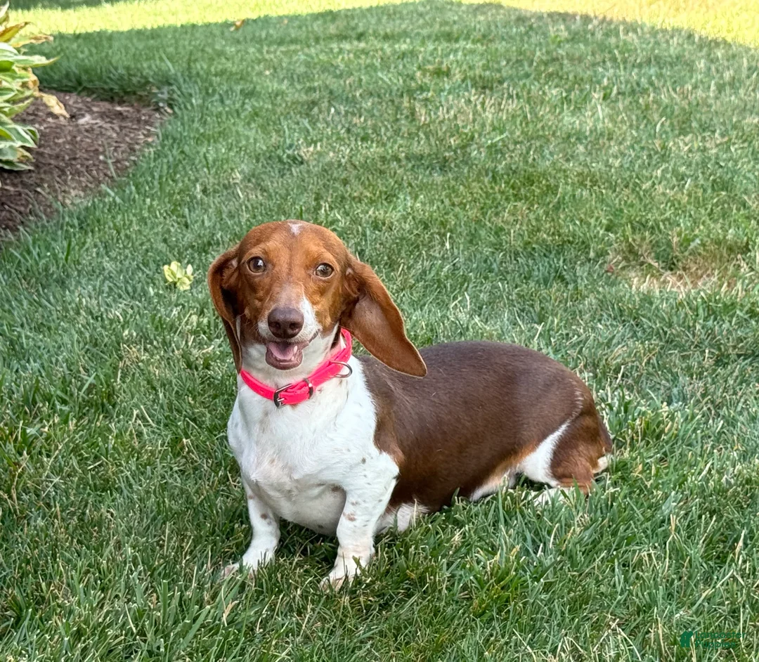 Dachshund dogs for sale: Sprinkles - Ad 15