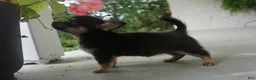 Chihuahua dogs for sale: lilac - Ad 2
