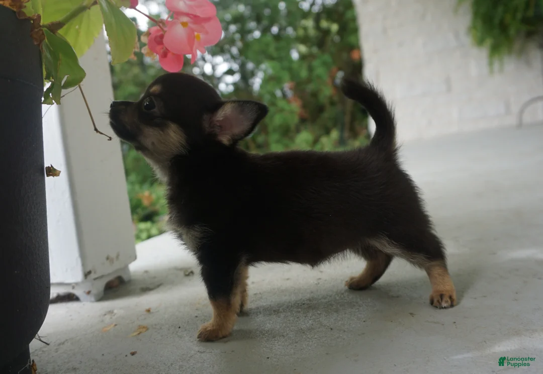 Chihuahua dogs for sale: lilac - Ad 2