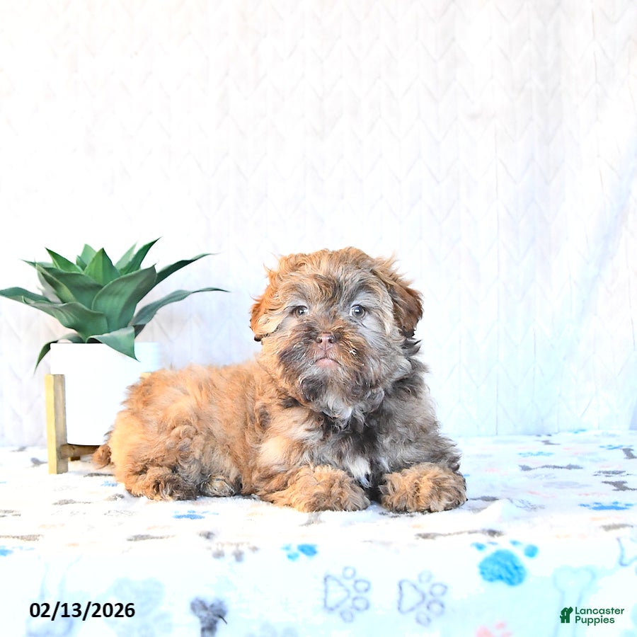Shihpoo dogs Hazel - Ad 2
