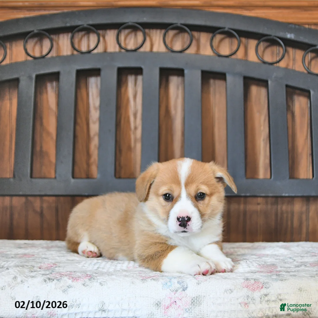 Welsh Corgi Pembroke dogs for sale: Tater - Ad 4