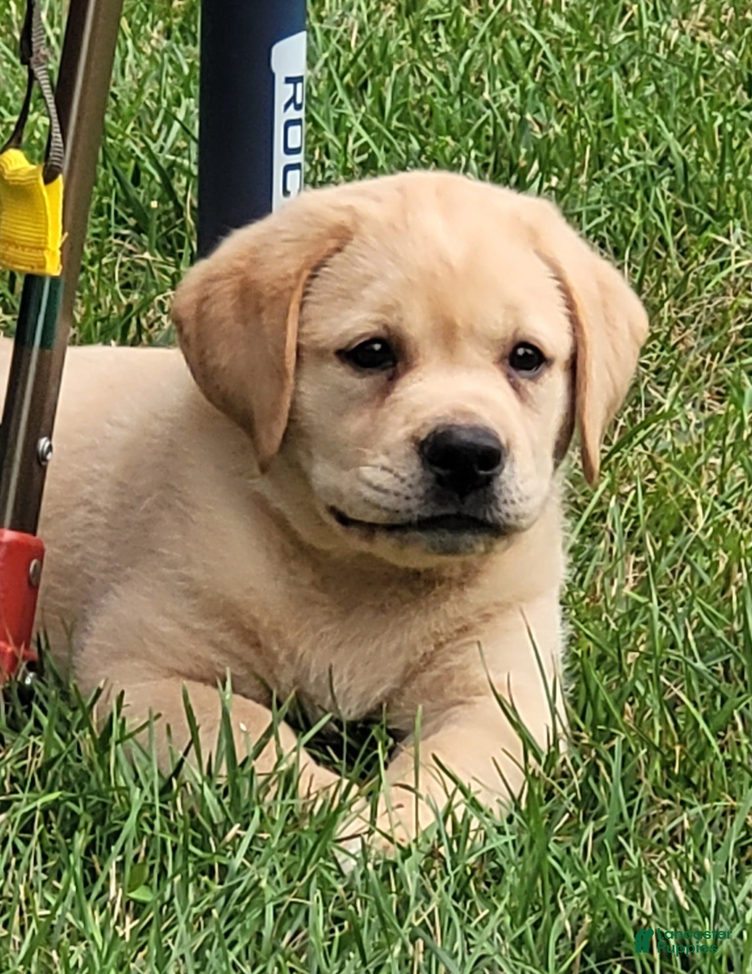 Labrador Retriever dogs Lexi - Ad 1