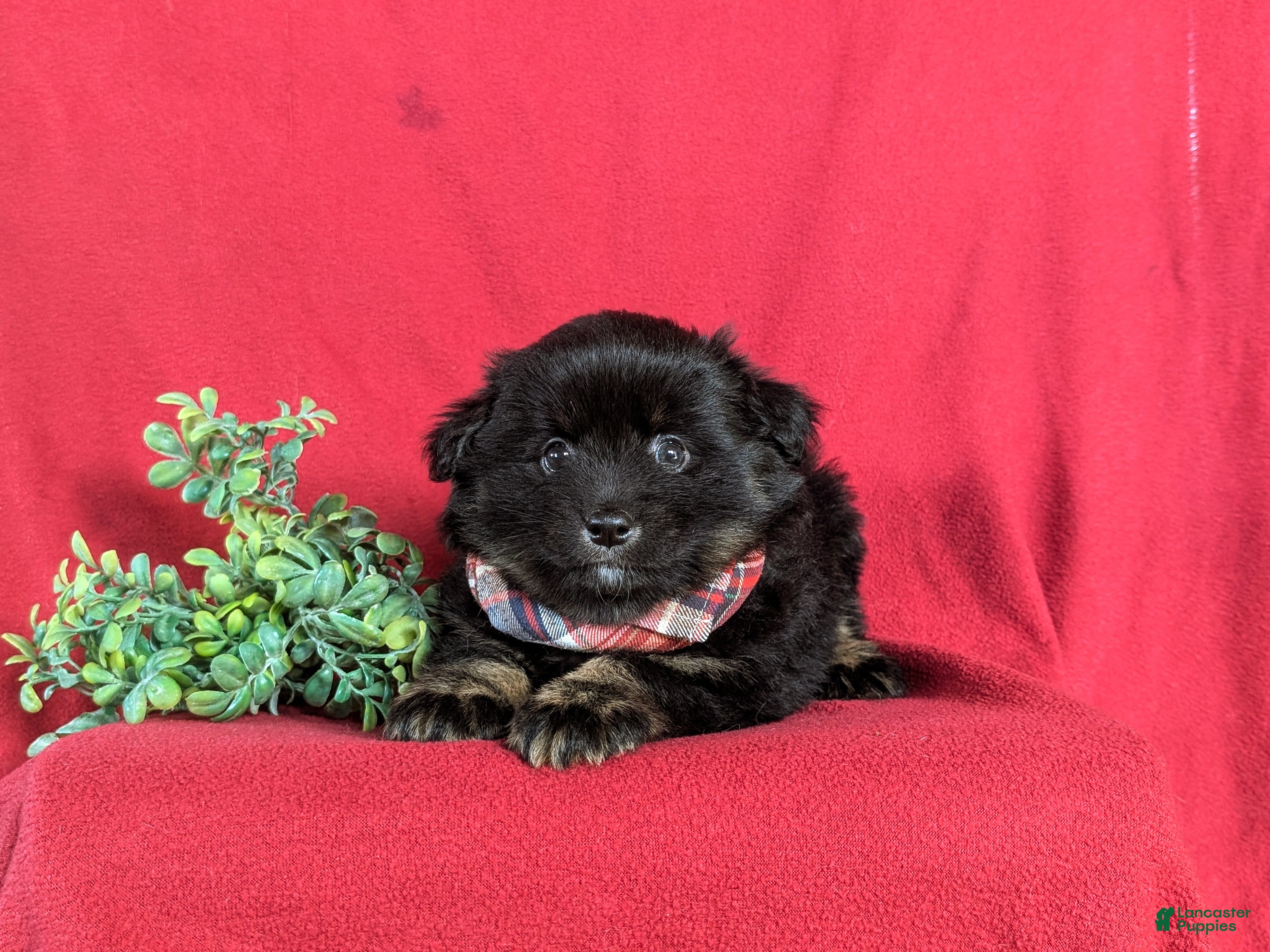 Pomeranian dogs Corbett - Ad 2