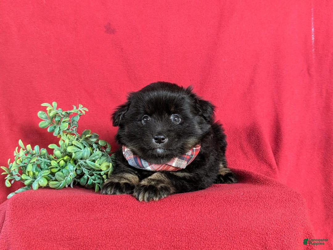 Pomeranian dogs for sale: Corbett - Ad 2