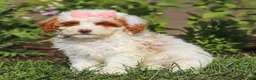Miniature Poodle dogs for sale: Sally - Ad 1