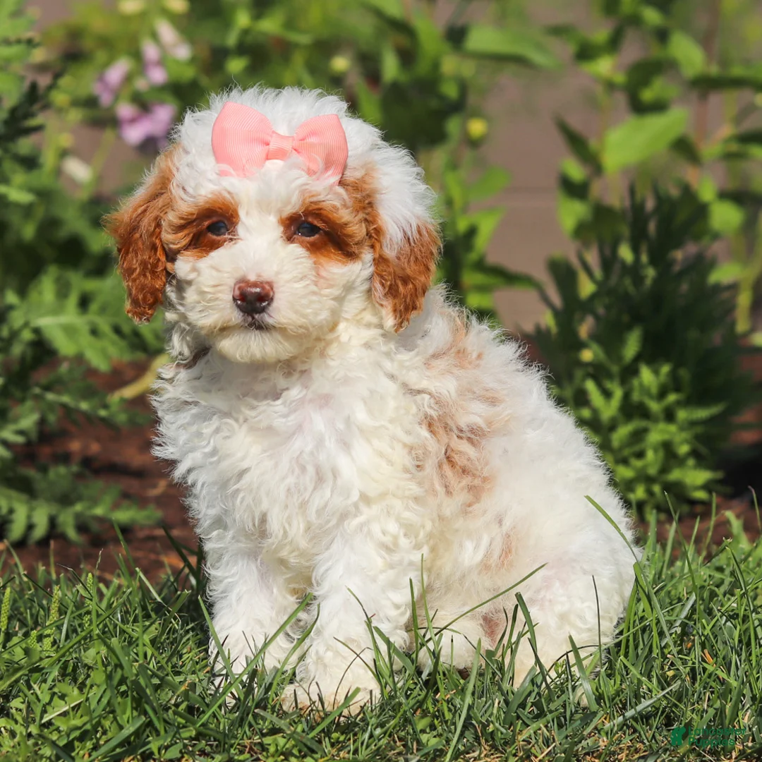 Miniature Poodle dogs for sale: Sally - Ad 1