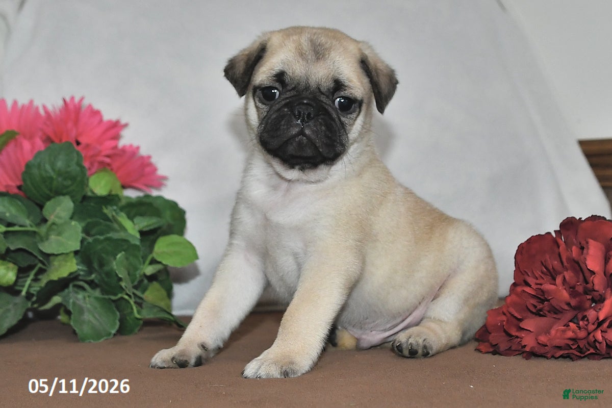 Pug dogs Sunshine - Ad 1