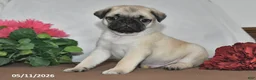 Pug dogs for sale: Sunshine - Ad 1