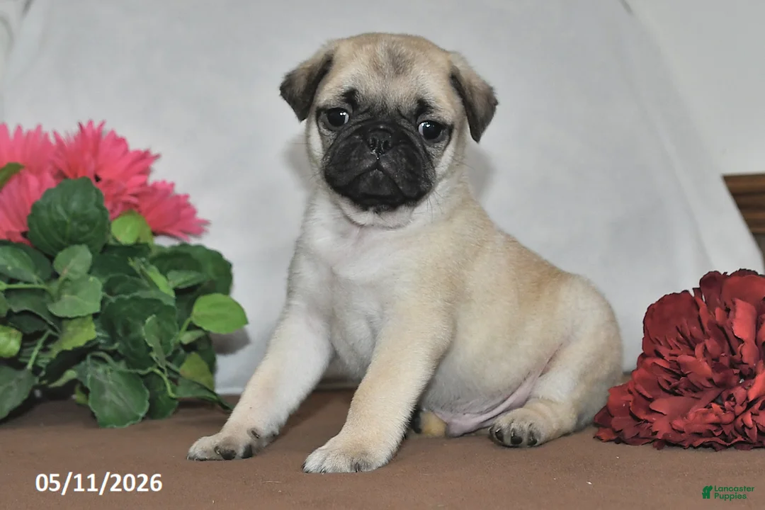 Pug dogs for sale: Sunshine - Ad 1
