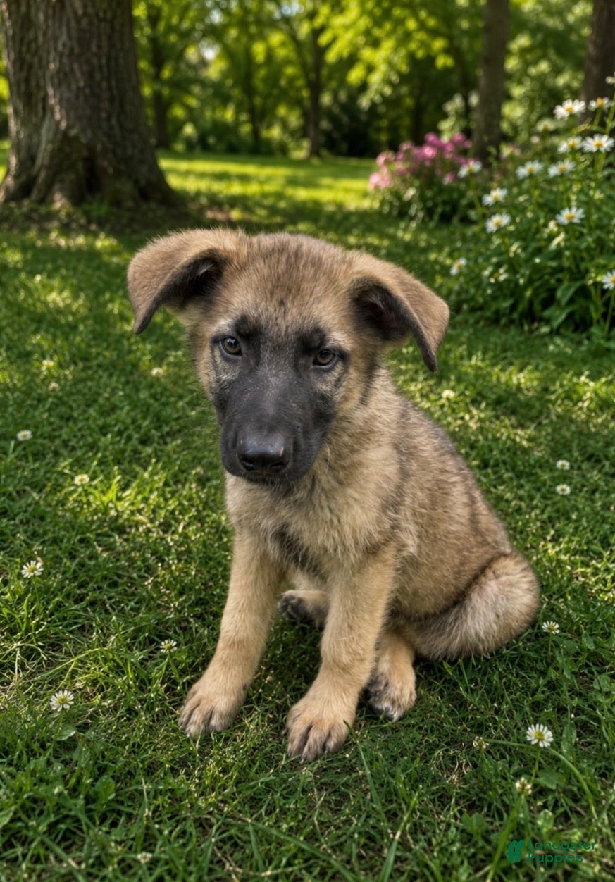 German Shepherd dogs Benji - Ad 36