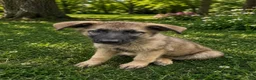 German Shepherd dogs for sale: Benji - Ad 1