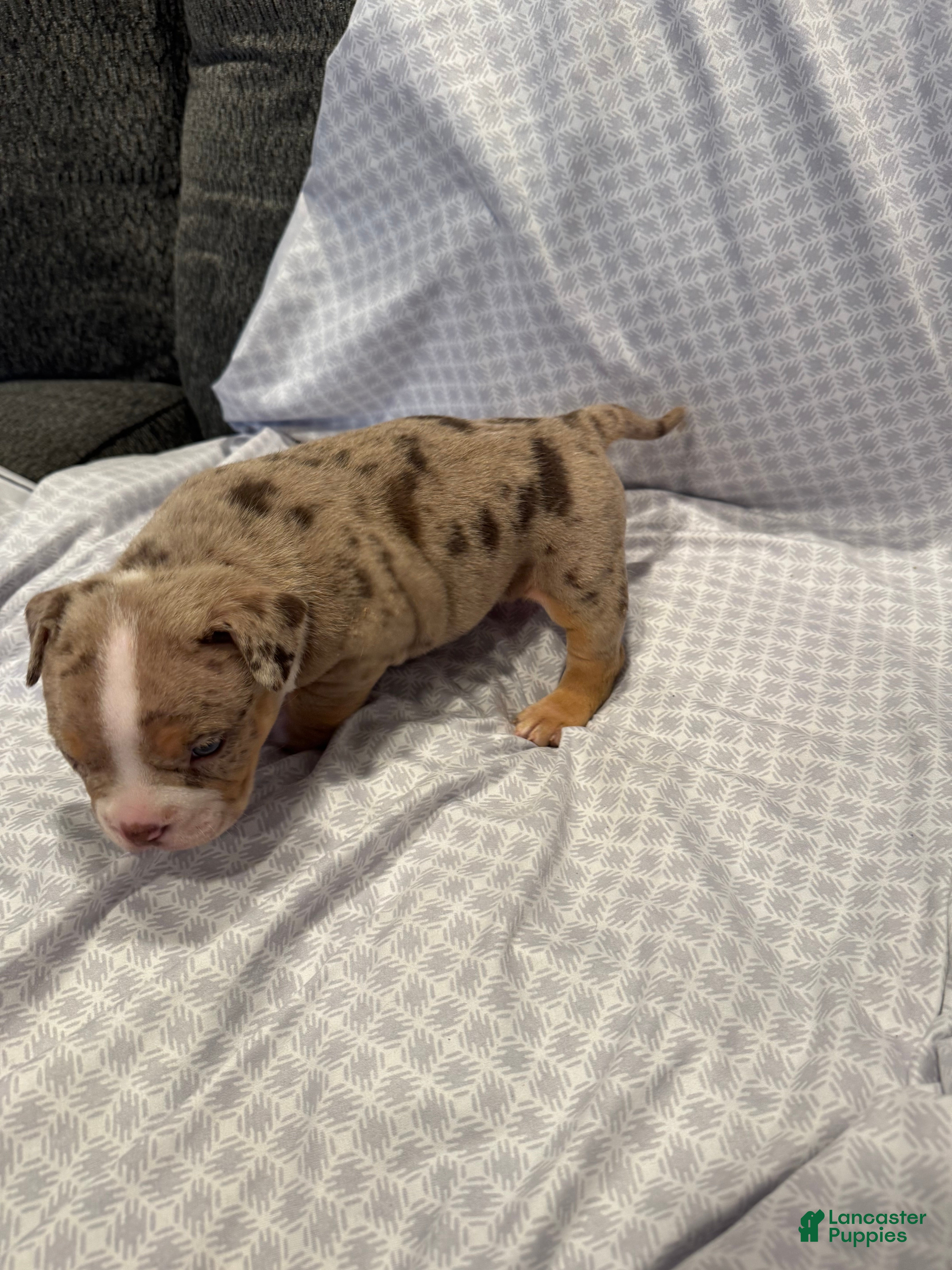 American Bully dogs American Bully Puppy 3 - Ad 2