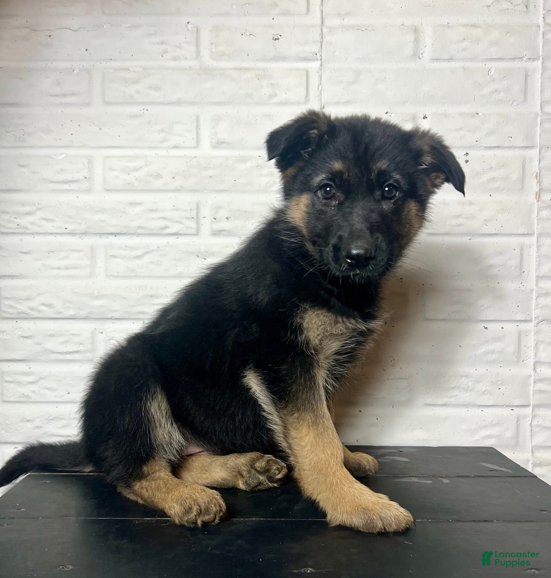 German Shepherd dogs for sale: Dixie - Ad 7