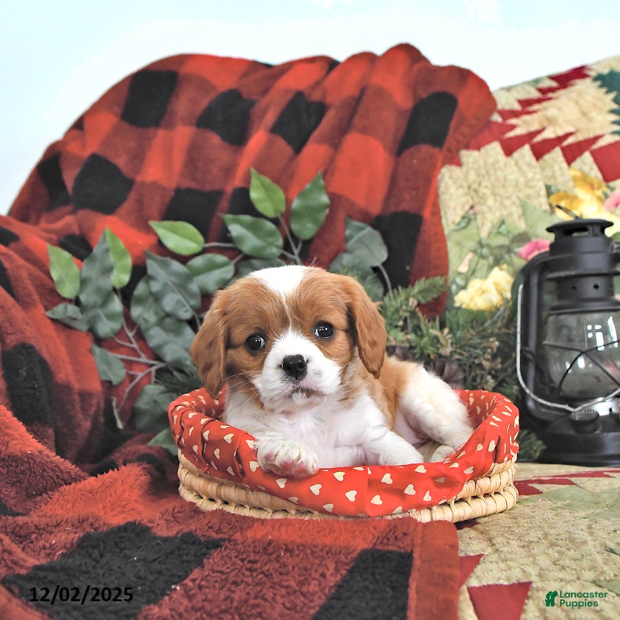 Cavalier King Charles Spaniel dogs Trixie - Ad 15