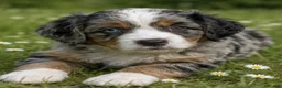 Mixed Breed dogs for sale: Noodle - Ad 1