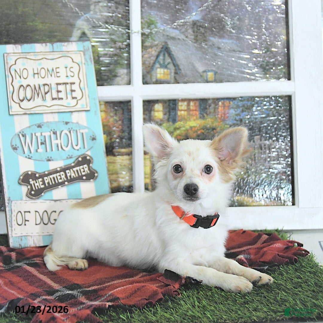 Chihuahua dogs for sale: Beau - Ad 5