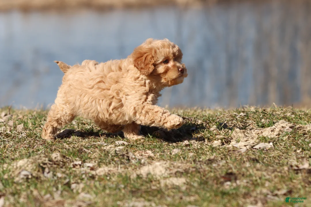 Cavapoo dogs for sale: Sweety Dear - Ad 2