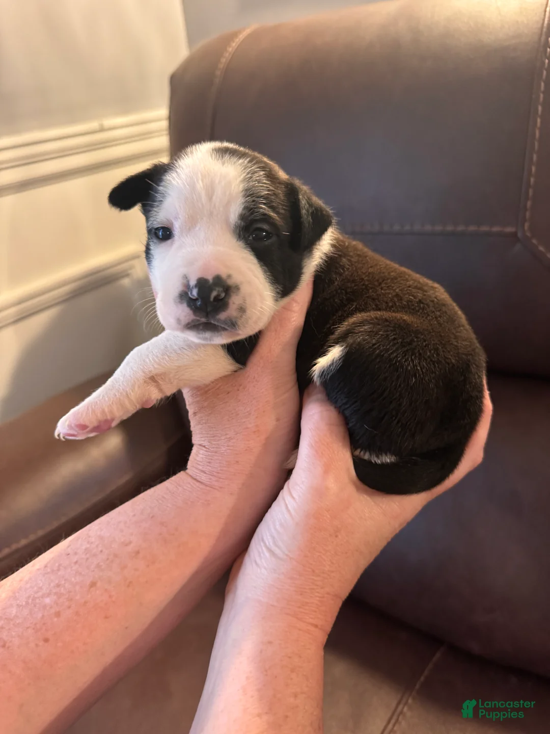 Mixed Breed dogs for sale: Declan  - Ad 1