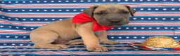 Great Dane dogs for sale: Peter Great Dane  - Ad 6