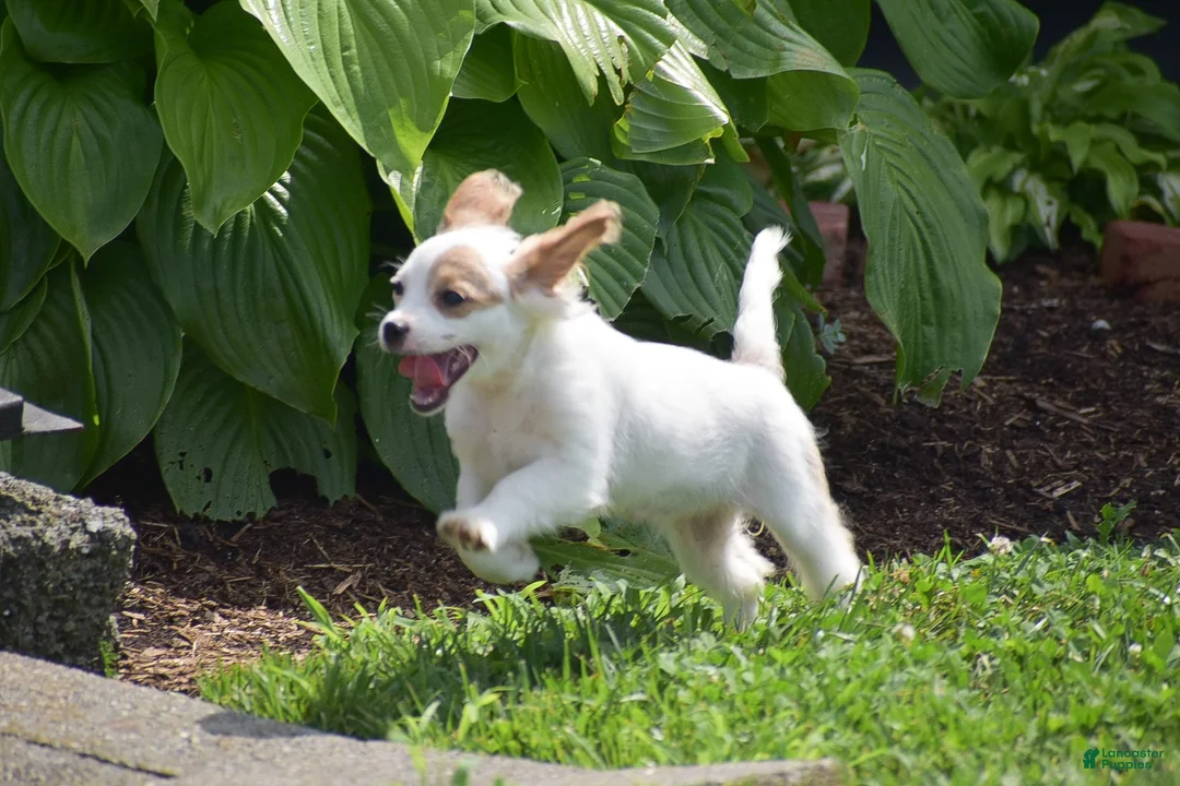 Mixed Breed dogs for sale: Mariah - Ad 4