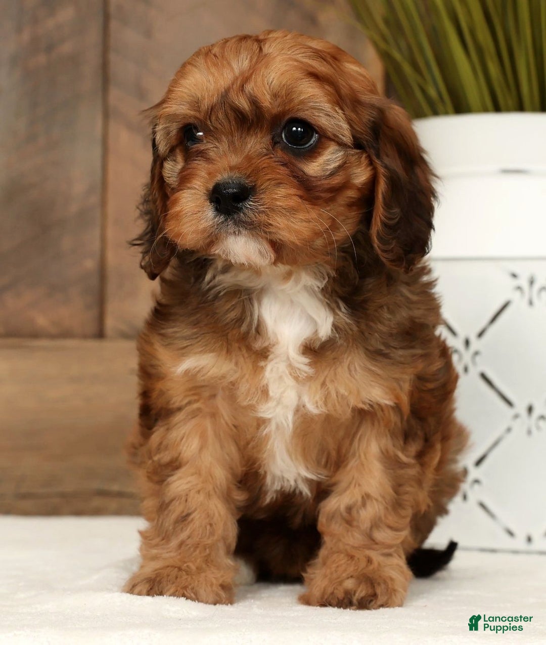 Cavapoo dogs for sale: Cathy - Ad 1