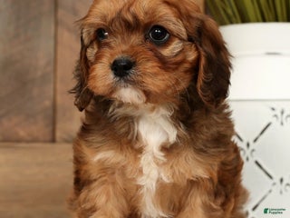 Cavapoo dogs Cathy - Ad 29