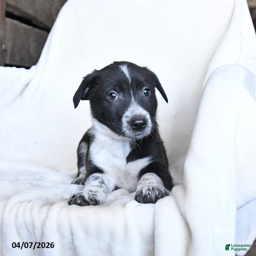 Border Collie dogs Frosty - Ad 2